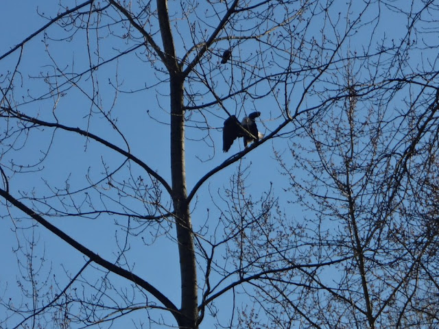 bald eagle in vancouver