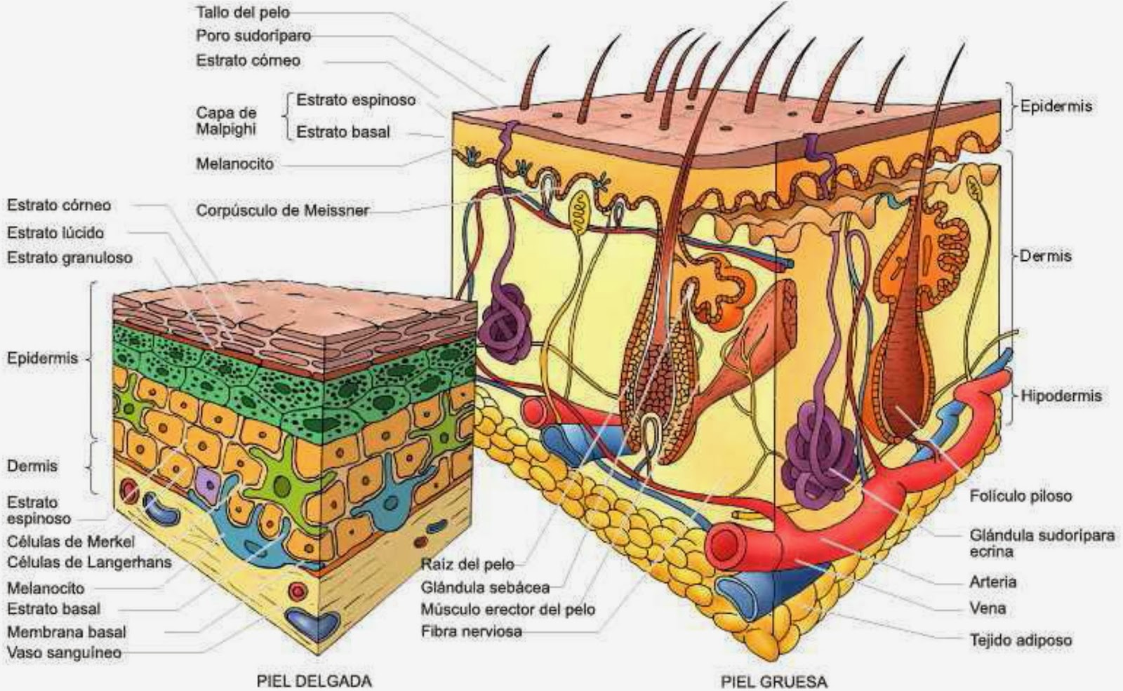 Кровеносные сосуды в каком слое кожи. Строение кожи гистология схема. Эпидерма дерма гиподерма. Эпидермис 2) дерма 3) гиподерма. Слой 1) эпидермис 2) дерма 3) гиподерма.