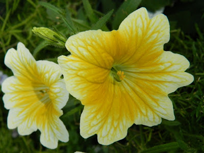 Yellow salpiglossis Painted Tongue Allan Gardens Conservatory Spring Flower Show 2013  by garden muses: a Toronto gardening blog 