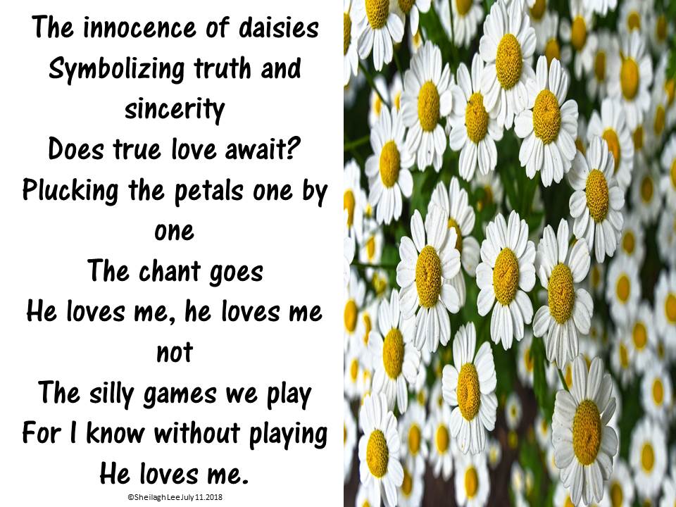 Poetic Yearnings Daisies