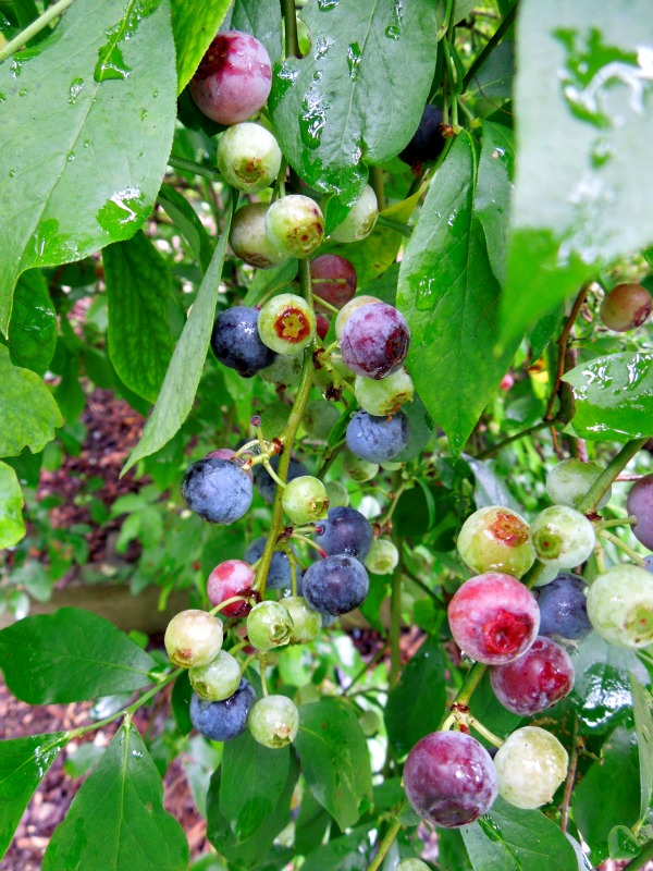 Sue's in the Garden Growing the Groceries Bumper Crop of Blueberries