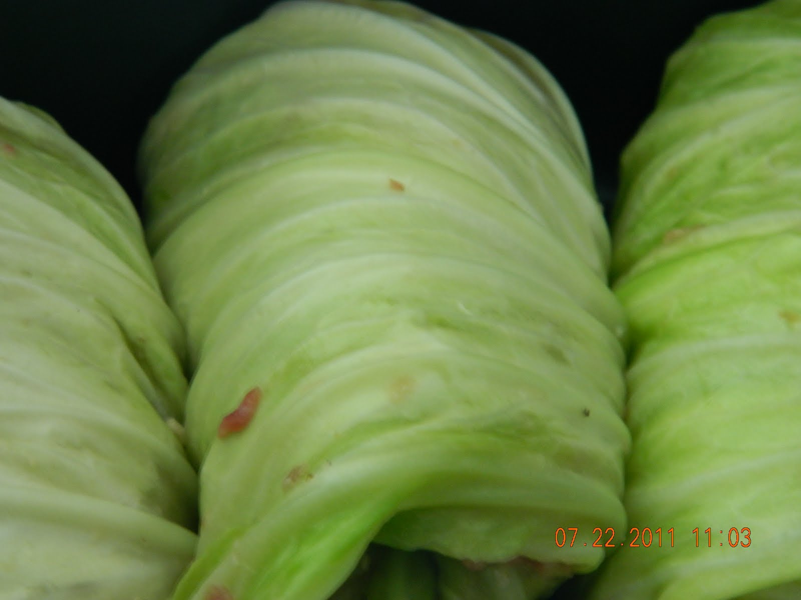 Cabbage Rolls (crockpot or electric roaster)