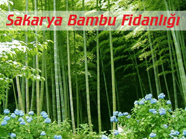 Sakarya Bambu Fidanlığı