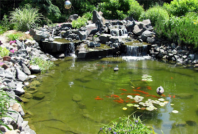 koi-pond-maintain