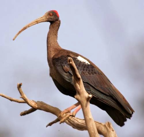 Indian birds - Pseudibis papillosa