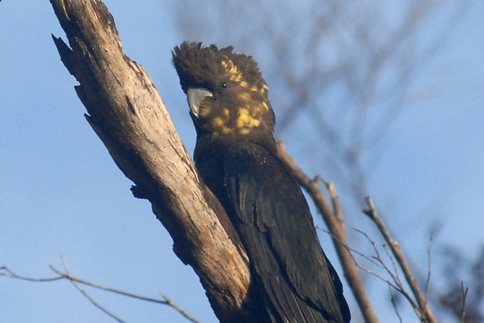 Kay Parkin Birding Kangaroo Island birding