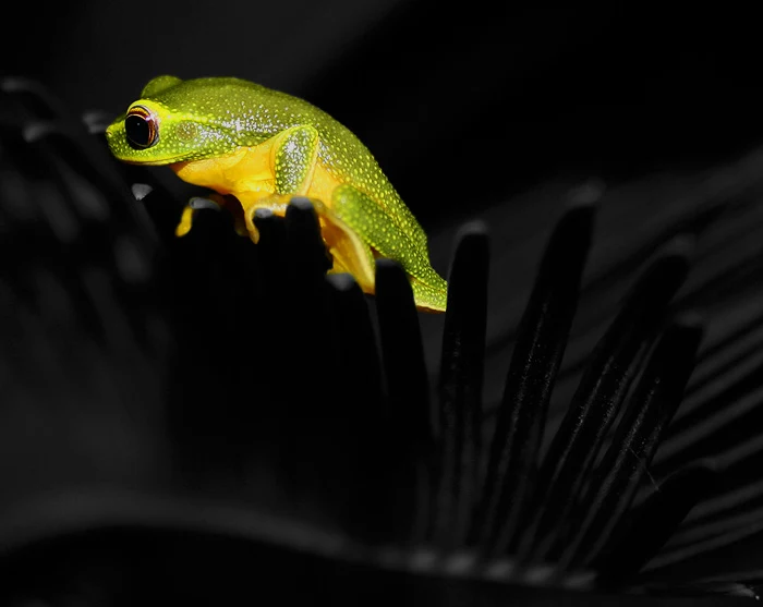 Graceful Tree Frog