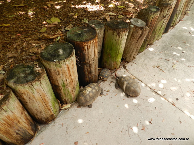Jungle Island Miami
