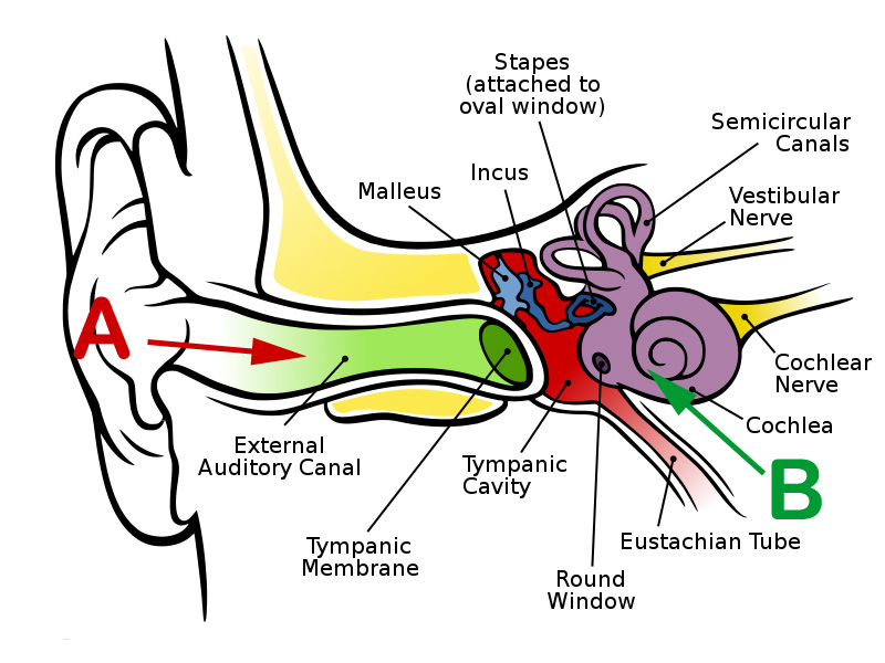 Why Does My Voice Sound Different on Recording and Treatment Options
