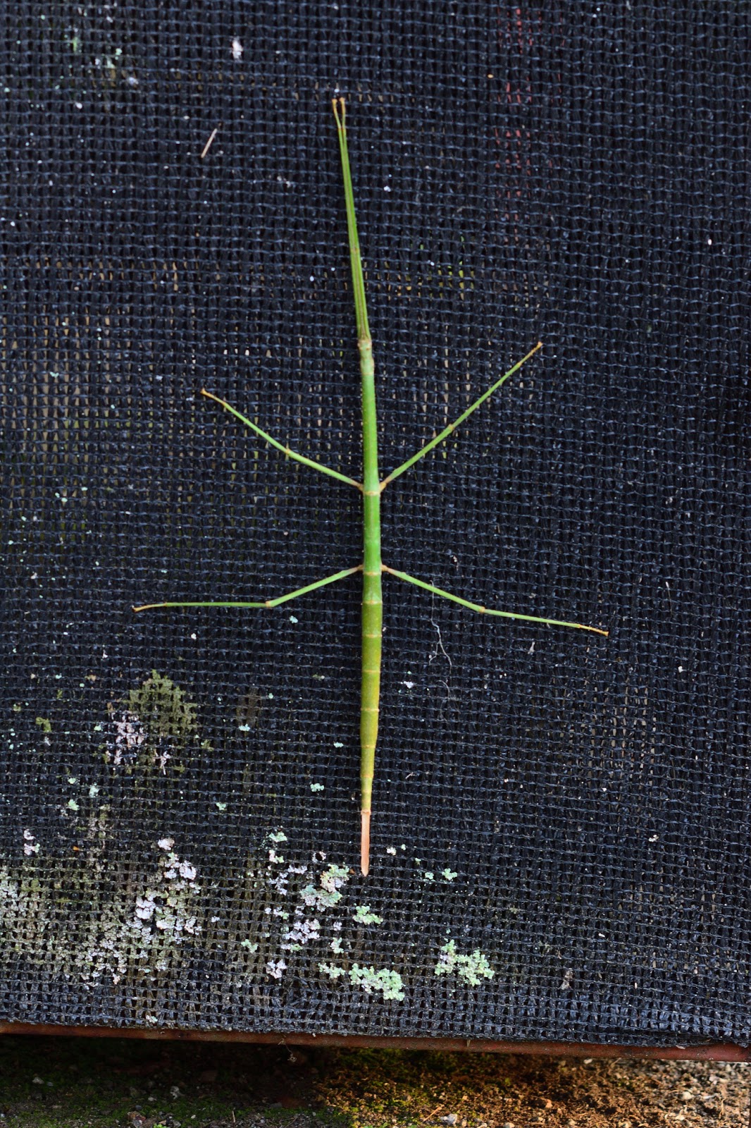 Green Stick Bug