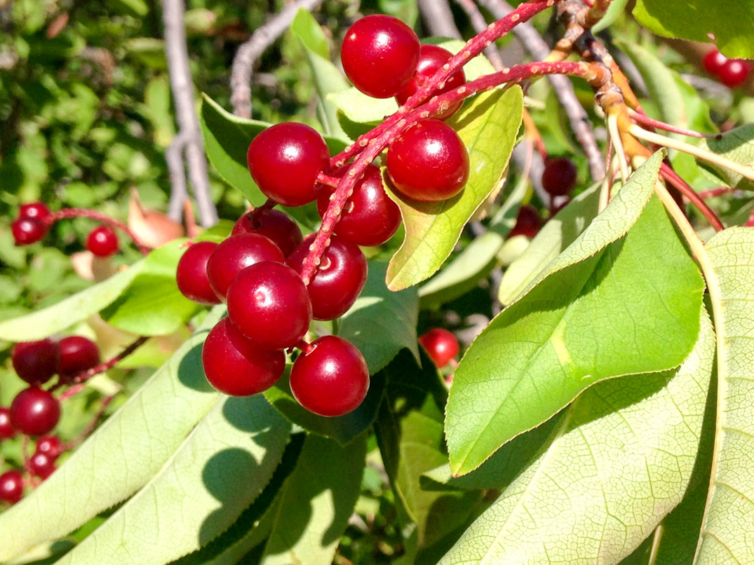 Fat of the Land Chokecherry Jelly