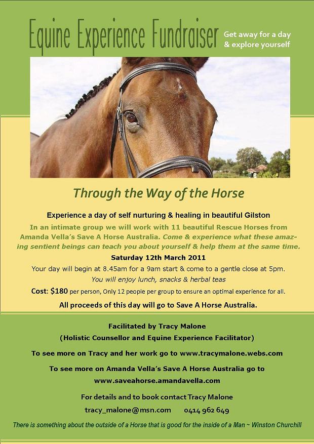 Save a Horse Australia Horse Rescue and Sanctuary Equine Experience