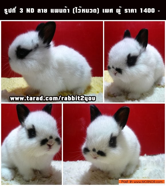 อัลบั้ม 93+ ภาพพื้นหลัง กระต่าย มินิลอป ครบถ้วน