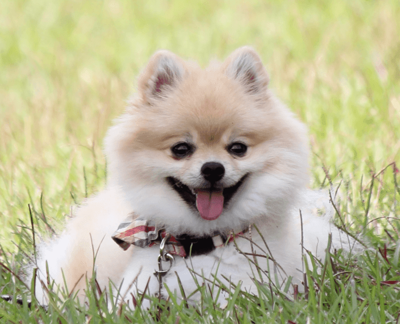 Pomeranian Dog Friendly, Attentive, and Energetic Dog Breed Best Puppys