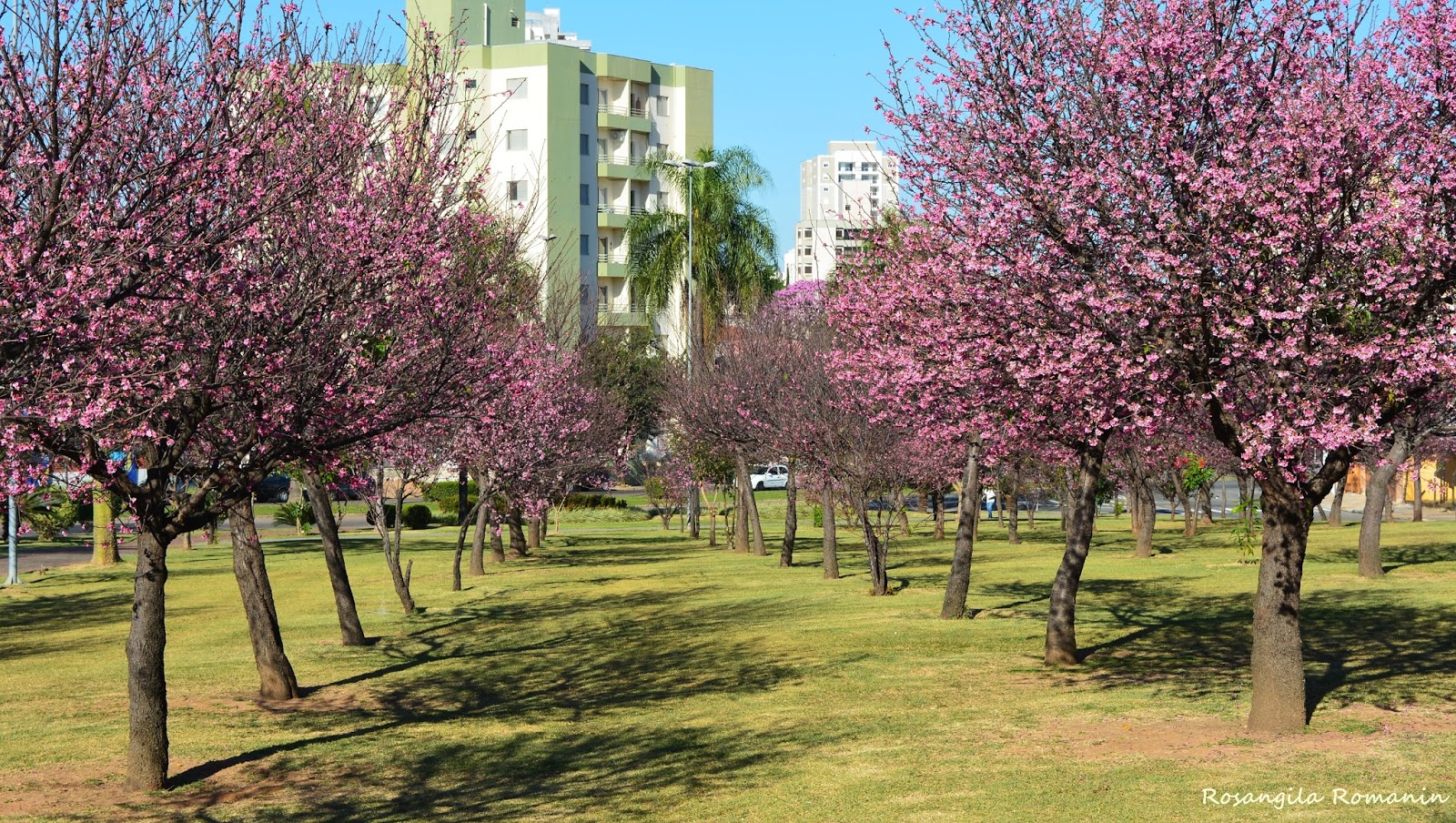 Olhares de Indaiatuba 2 Praça das Cerejeiras, Indaiatuba SP