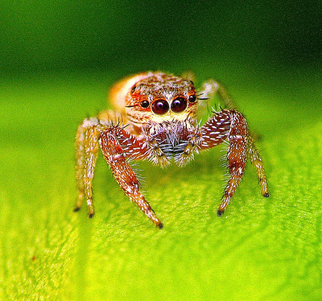 Wall4All Animals arachnids insects spiders desktop bakcgrounds