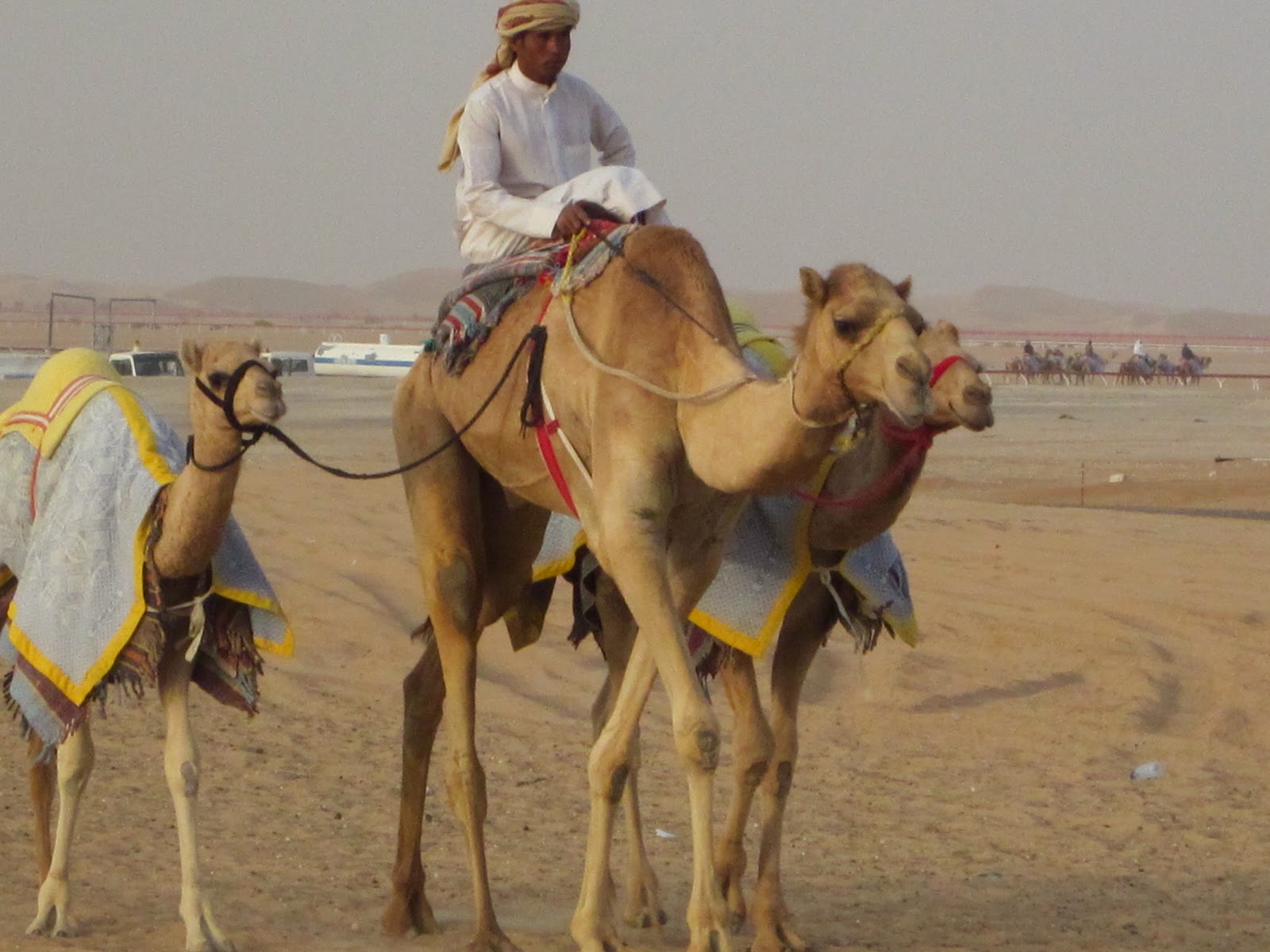 Оаэ туристический. Зима в дубае. Пляжные истории. Zero gravity beach club дубай. Владимир пасевич дубай.