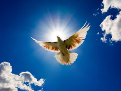 bird wallpapers desktop birds bonewallpaper flying dove doves