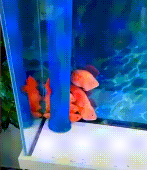 5.gif