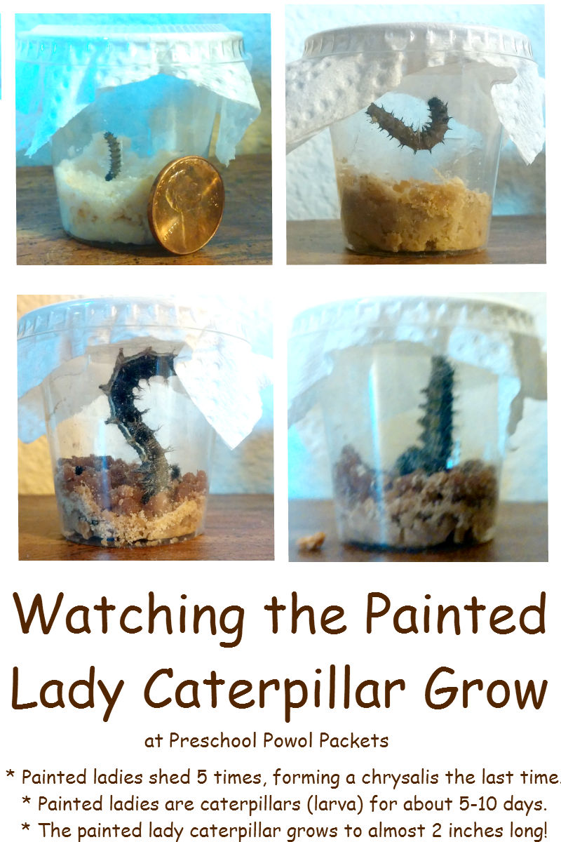 Can Painted Lady Butterflies Molt Can Painted Lady Butterflies Molt