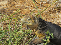 Land Iguana North Seymour Island Galapagos Islands, Ecuador