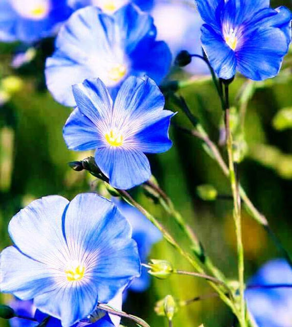 National Flower of Belarus