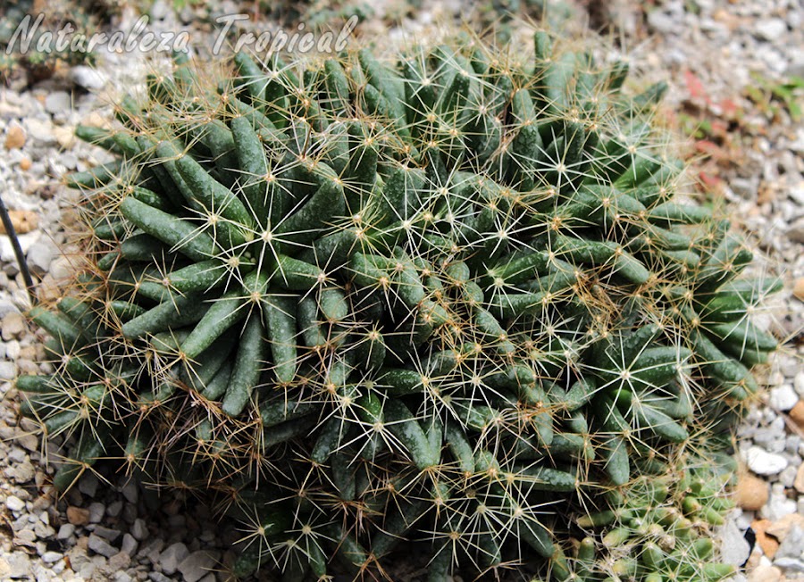 Mammillaria longimamma es una especie con mamilas muy pronunciadas; bastante prolifico y con grandes flores amarillas