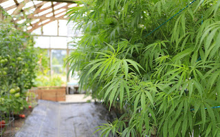 Cannabis cultivation school