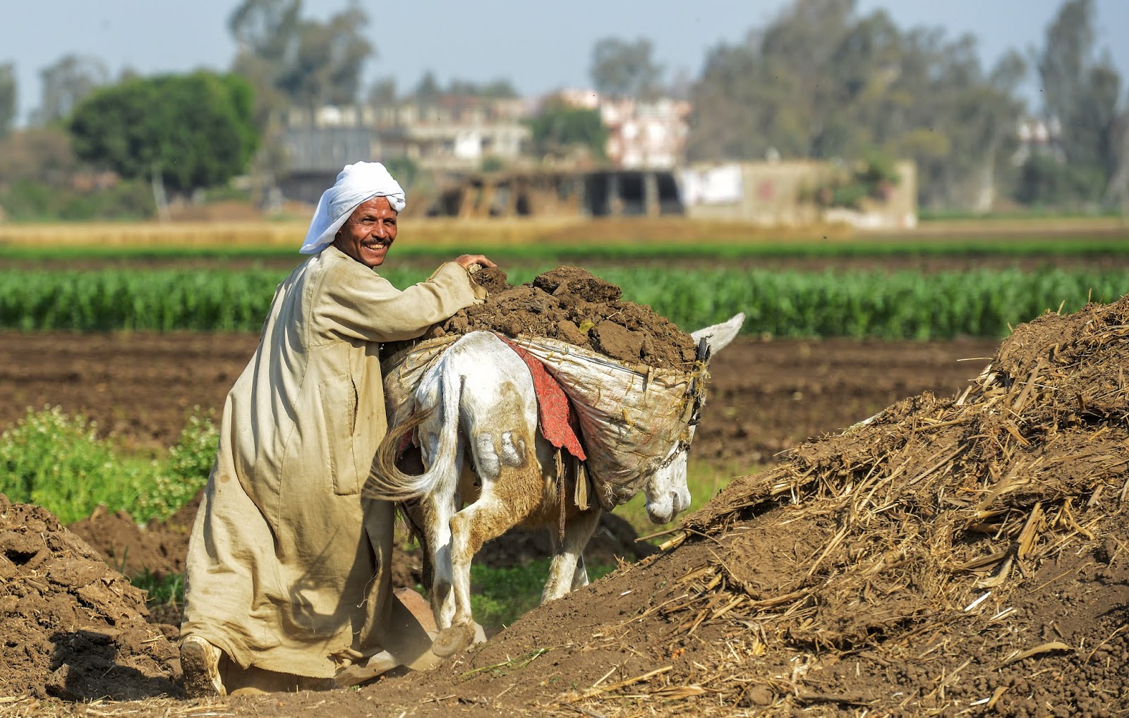 Plain Shakhabit: استمرار معاناة الفلاح في مصر ...