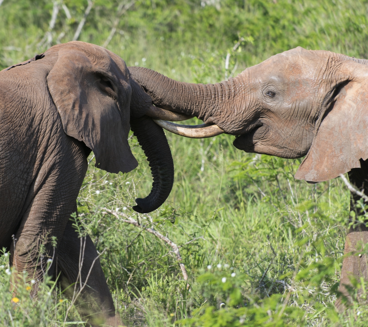 Elefanten, Elephants, kenya, kenia, Lumo, Tsavo, Safari, afrika, africa
