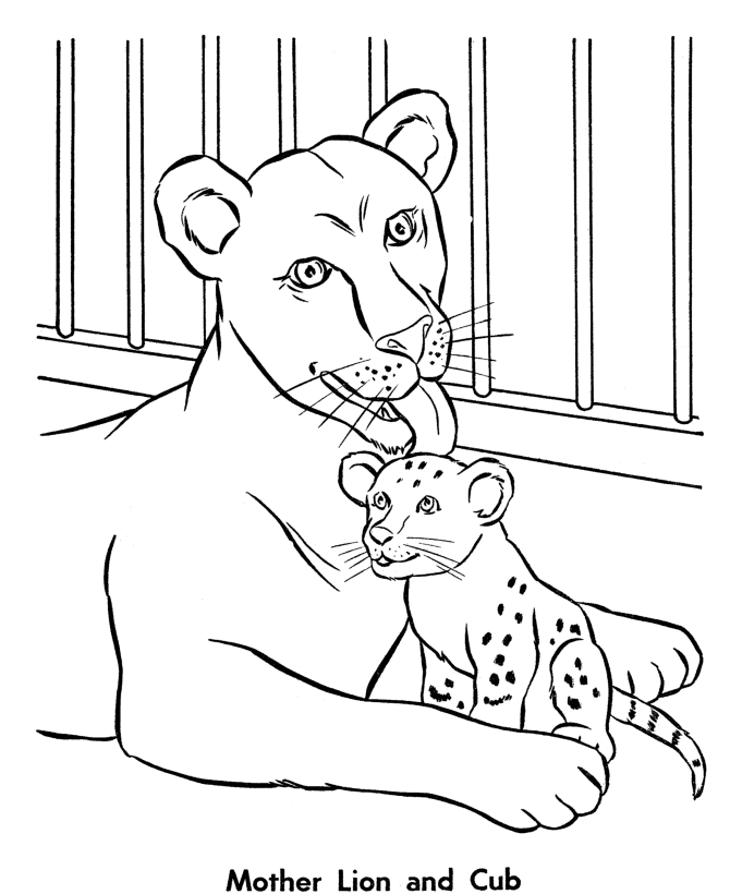 Zoo - Singa 1 - Gambar Mewarna