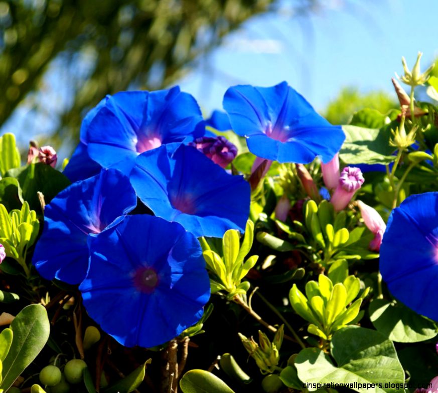 flowers for flower lovers Flowers wallpapers HD desktop