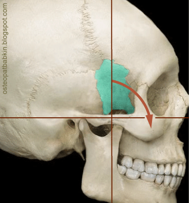 клиновидная кость с какими костями соединяется. sphenoid lateral3. клиновидная кость с какими костями соединяется фото. клиновидная кость с какими костями соединяется-sphenoid lateral3. картинка клиновидная кость с какими костями соединяется. картинка sphenoid lateral3. Клиновидная кость (основная кость) (лат. os sphenoidale ) — непарная кость, образующая центральный отдел основания черепа. Одна из наиболее анатомически сложных костей человеческого скелета. Состоит из тела (лат. corpus ossis sphenoidalis ), двух пар крыльев (малые крылья, лат. alae minores и большие крылья, лат. alae majores ) и крыловидных отростков.