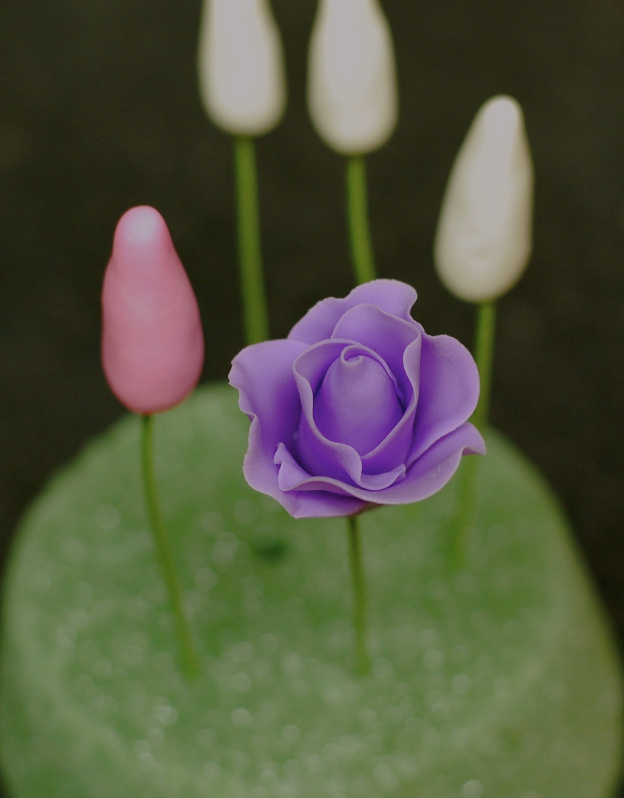 The Sweet, The Sassy and The Blur The Making of the Sugar Rose