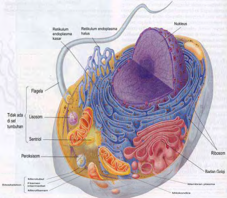 Struktur Sel  dan fungsi sel  Hewan  Bersosial com