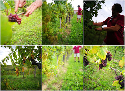 vigneti brda marjan simcic