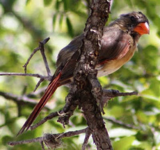 Female cardinal in front tree waiting for a turn at the seed tray.