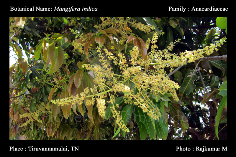 Mangifera indica Mango Tree Flowers of Tamilnadu