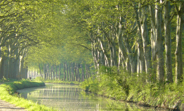 Platanes du Canal du Midi ©VNF