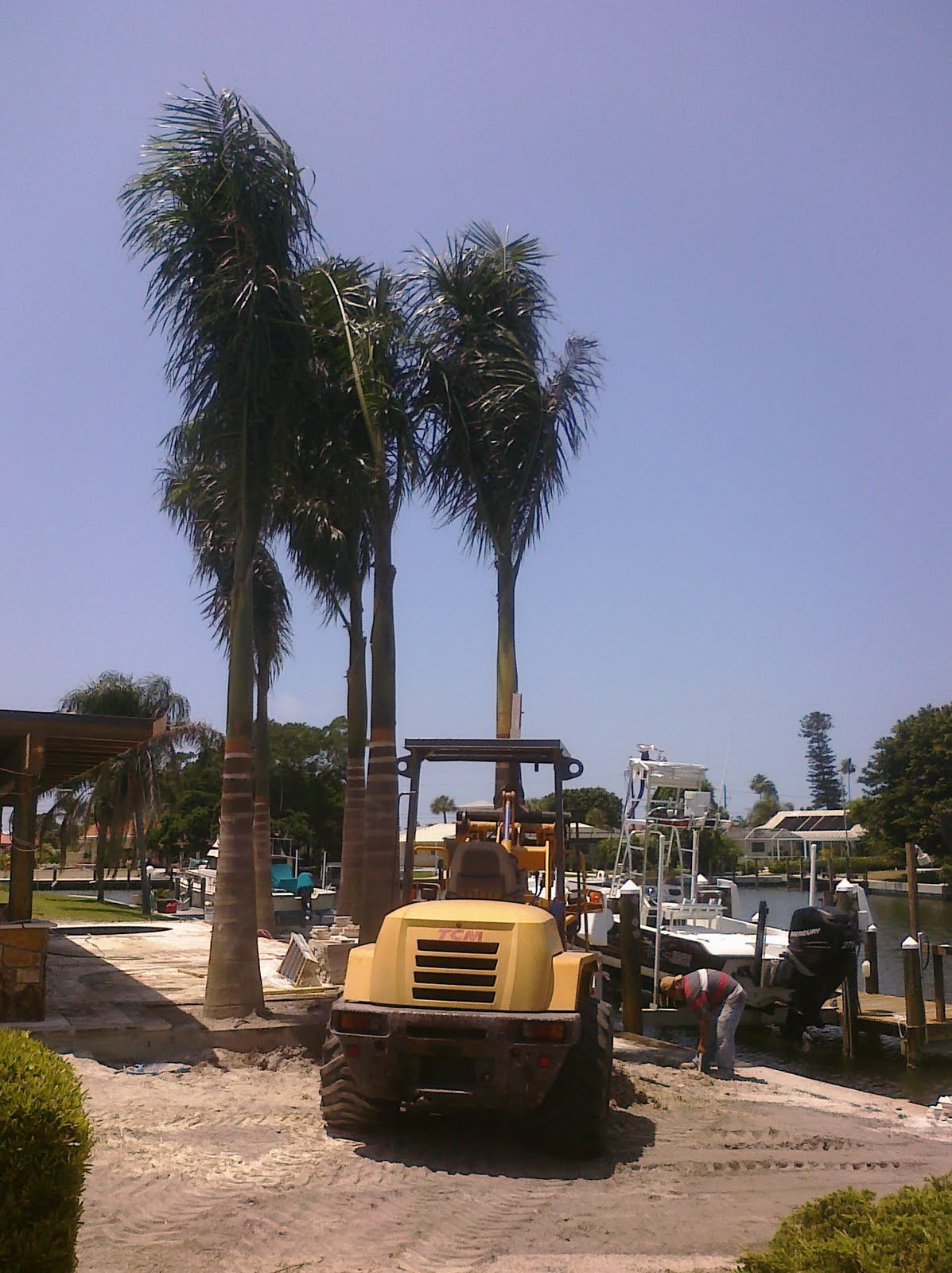 Tampa Bay Landscaper Wholesale Royal Palm Trees Roystonea regia
