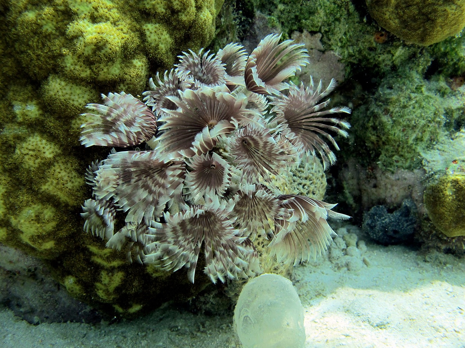 Real Monstrosities Social Feather Duster Worm