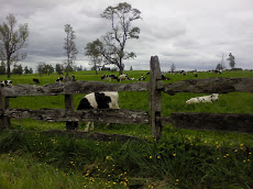 Vacas en el potrero