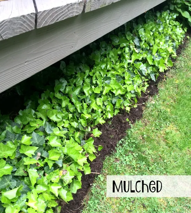 Mulched and edged after photo
