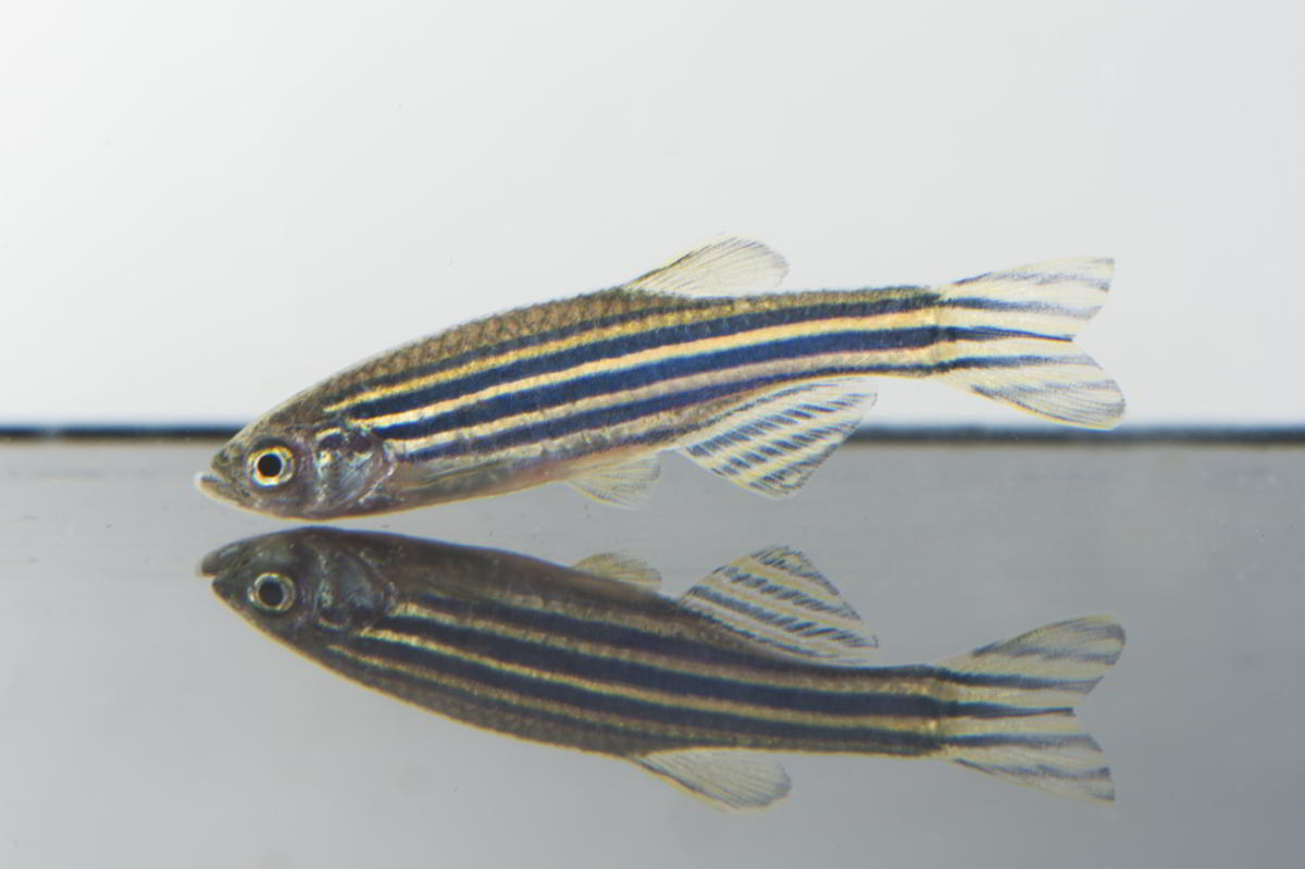 Zebrafish - Can repair eyes itself naturally - hrdubai.com
