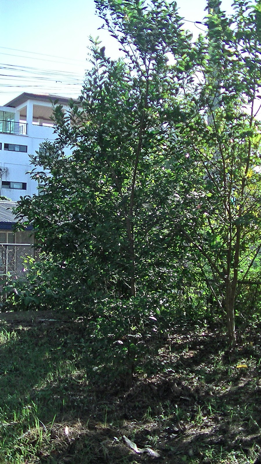 Green Thumb: My Calamansi Tree