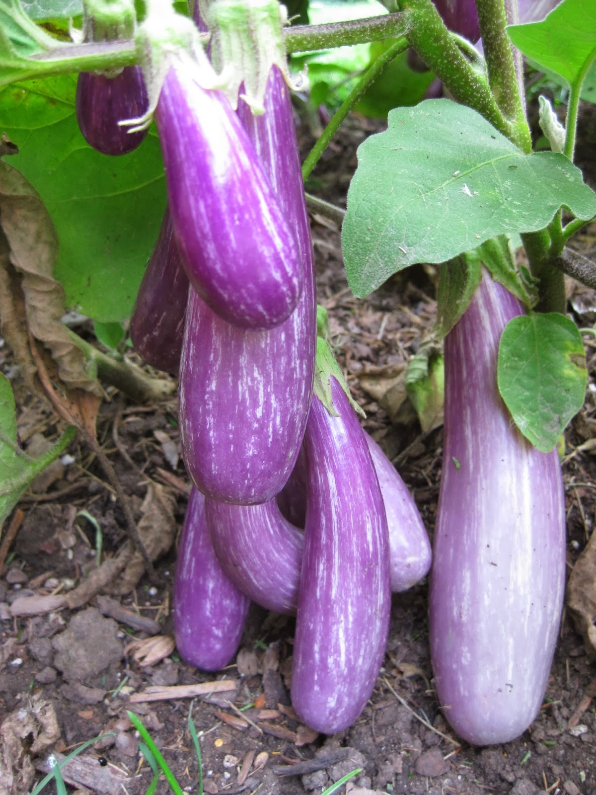 Rotary Botanical Gardens - Hort Blog: Awesome Aubergines