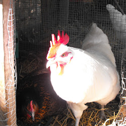 RAYGUNOMICS: Chicken Coop Addition and the Adventures of