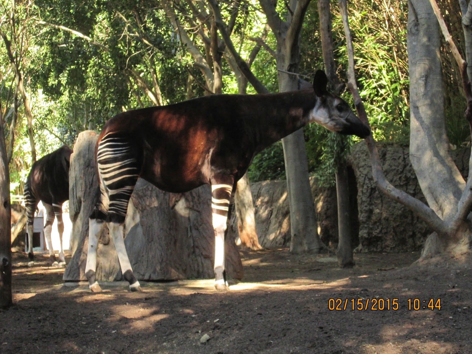 Fun And Amazing Okapis: Okapis at the San Diego Zoo