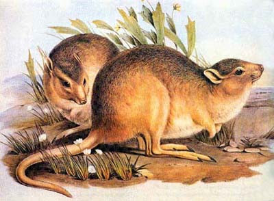 Desert rat kangaroo