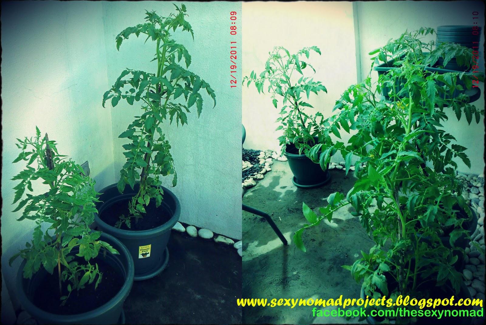 Sexy Nomad�s Projects Repotting Tomato Plants for the